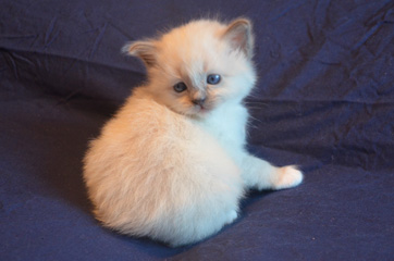 Ellas kattunge Bild på Ellas kattunge