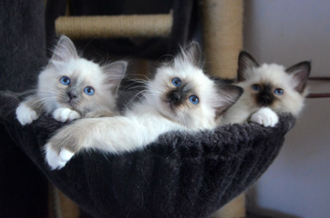 Ellas kattungar Bild på Ellas kattungar