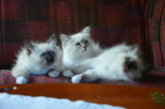 Tios kattungar Bild på Tios kattungar